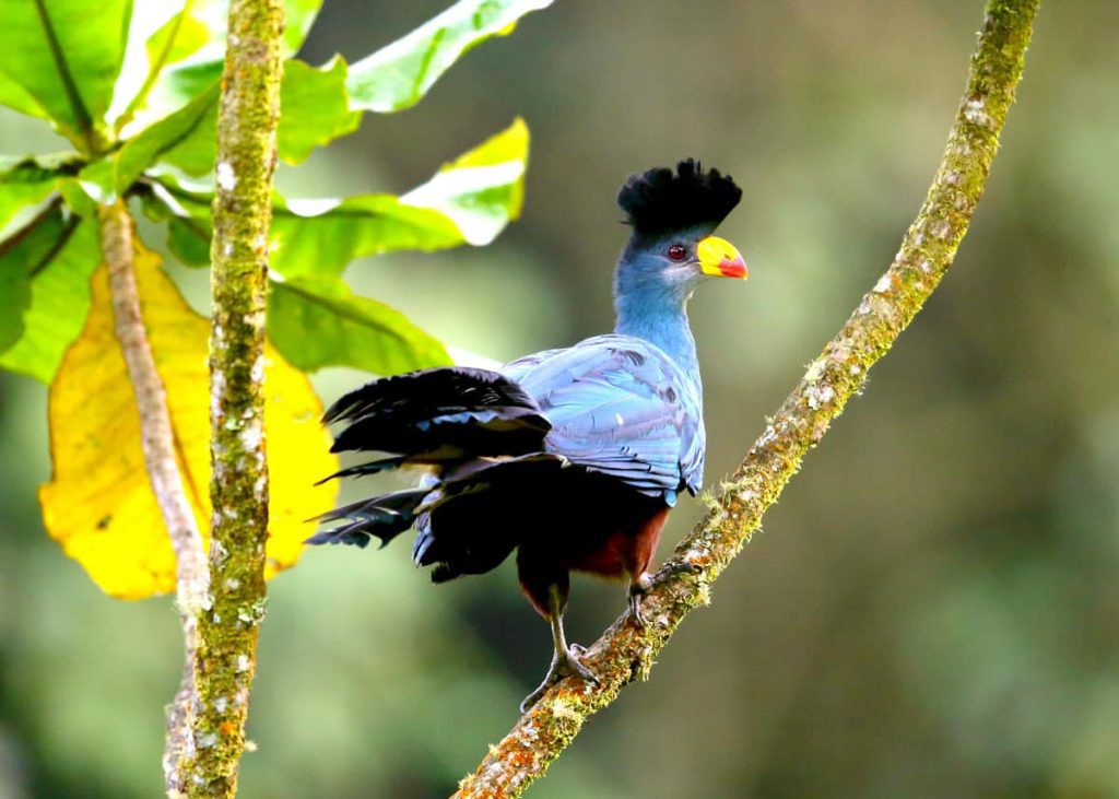 Explore Bwindi, Semuliki, Mabamba Swamp, and Queen Elizabeth National Park to see over 1,000 bird species.