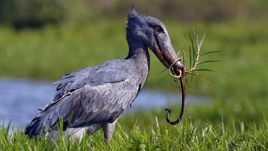 Experience world-class birdwatching in Uganda.