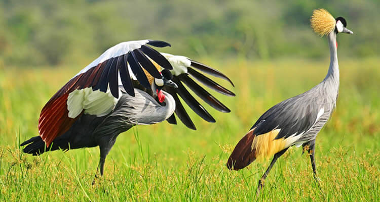 best birding spots in Uganda crested-cranes-in-Uganda (1)