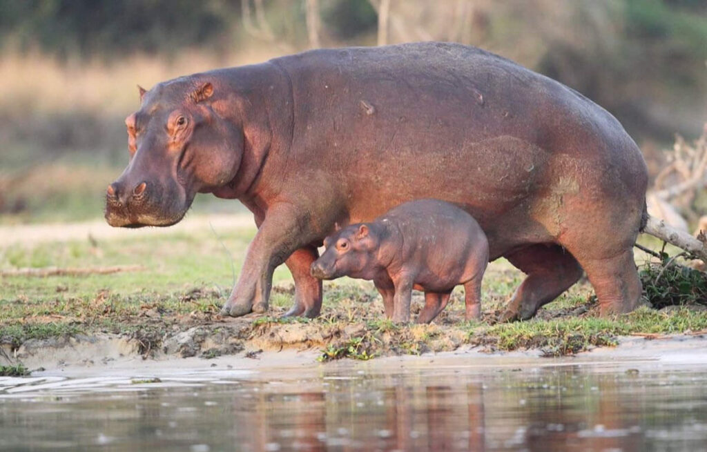 Lake Mburo National Park 2