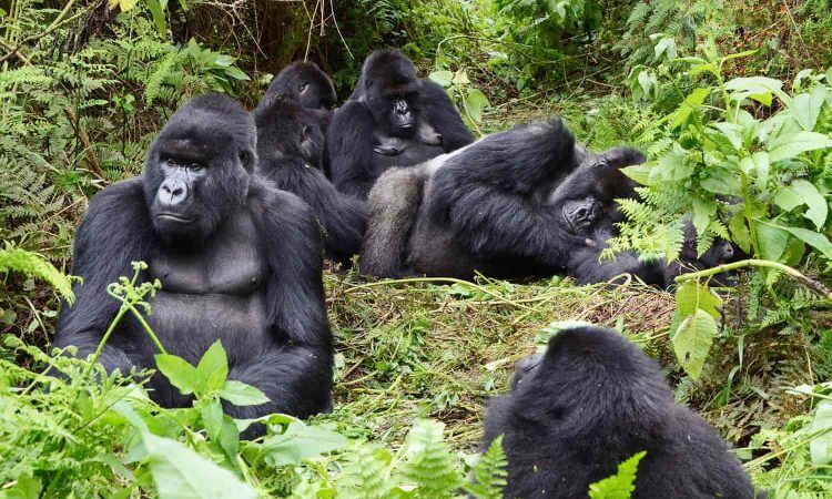 Mgahinga Gorilla National Park