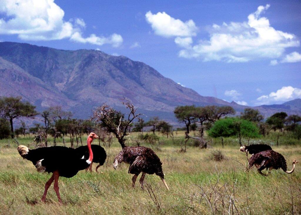 national parks in uganda and their locations