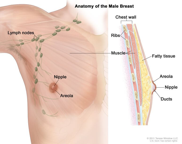 lifestyleug.com__risk of breast Cancer in Men (1)