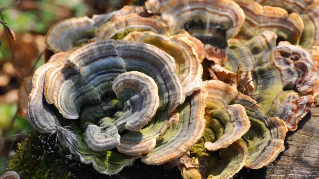 turkey tail mushrooms health benefits