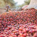 Uganda’s coffee exports more than double in value.