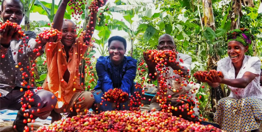 Indian coffee premiums hit record highs — but at a cost.