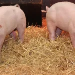 Breakthrough in pig genetics could protect livestock worldwide from swine fever.